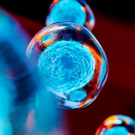 NK Cell Production in Vivo